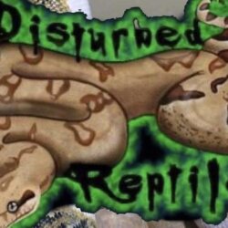 Disturbed Reptiles avatar
