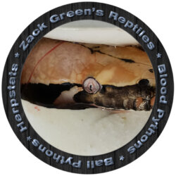 Zack Greens Reptiles avatar