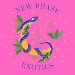 New Phase Exorics avatar
