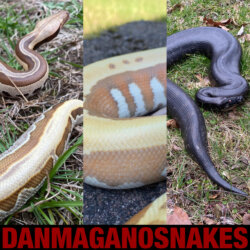 Dan Magano Snakes avatar