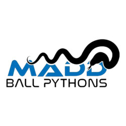 Madd Ball Pythons avatar