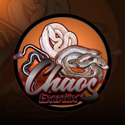 Chaos Exotix avatar