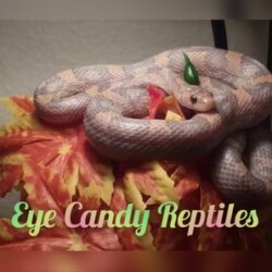 Eye Candy Reptiles avatar