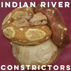 Indian River Constrictors avatar