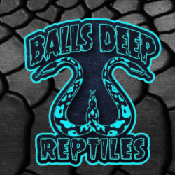 Balls Deep Reptiles Llc avatar