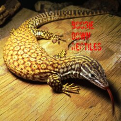 Boogie Down Reptiles avatar