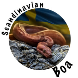 Scandinavian Boa avatar