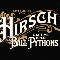 Hirsch Captive Bred Ball Pythons avatar