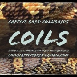 Coils Captive Bred Colubrids Coils Llc avatar
